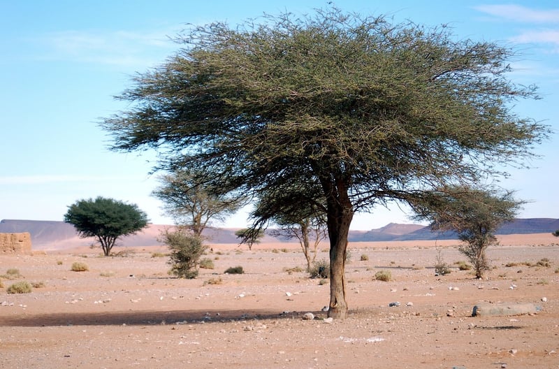 Peaceful Oasis